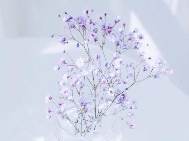 面善心狠的三个星座惹不起（性格柔软却不顺从的星座）(4)