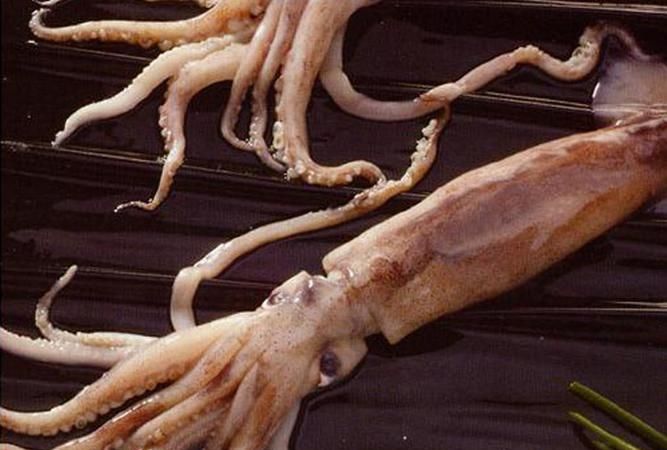 鱿鱼是鱼吗,为什么