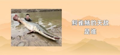 ​鳄雀鳝的天敌是谁