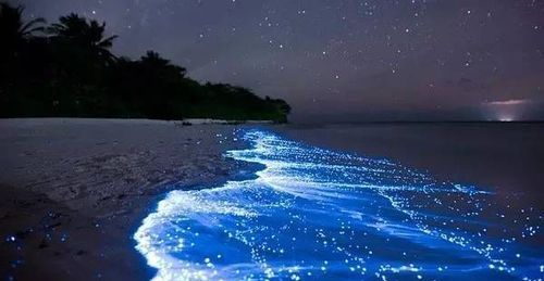 东极岛蓝眼泪几月份有