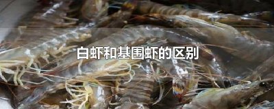 ​白虾和基围虾的区别