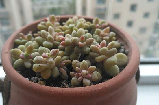 姬秋丽夏天休眠吗(图4)