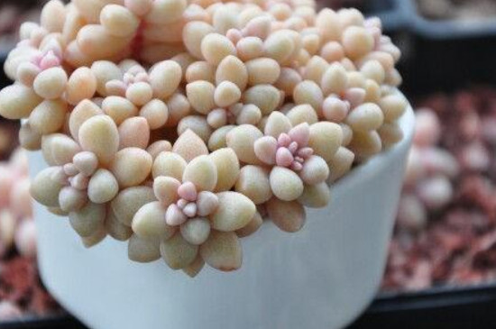 姬秋丽夏天休眠吗(图2)