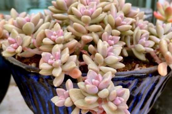 姬秋丽夏天休眠吗(图3)