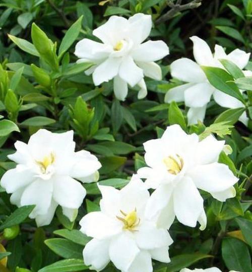 栀子花的花语有哪些(栀子花介绍)