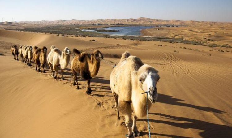骆驼在沙漠中行走的三大法宝