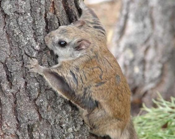 有一种会飞的老鼠,叫什么鼠