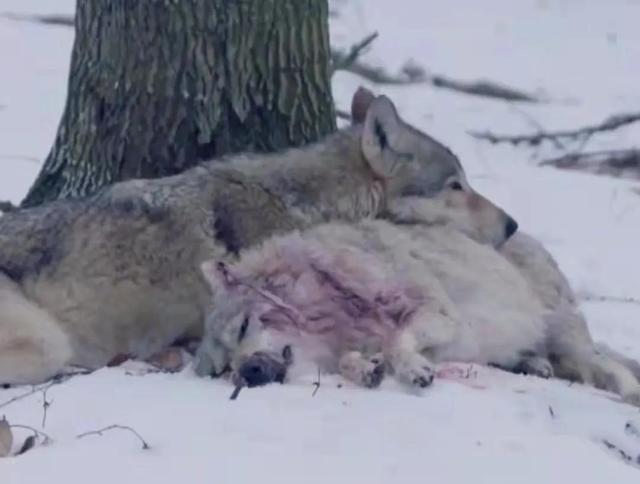 母狼和公狼的真实故事(讲述两则狼的爱情故事)(3)