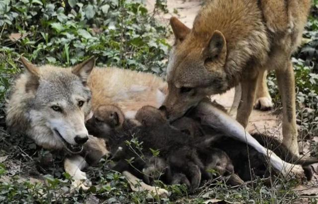 母狼和公狼的真实故事(讲述两则狼的爱情故事)(4)