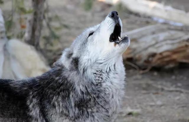 母狼和公狼的真实故事(讲述两则狼的爱情故事)(1)