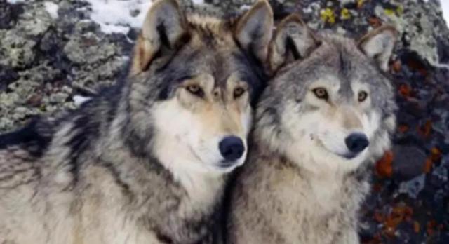 母狼和公狼的真实故事(讲述两则狼的爱情故事)(2)