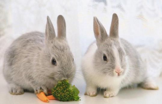 属兔和属牛的婚姻怎么样 属兔和属牛的合不合