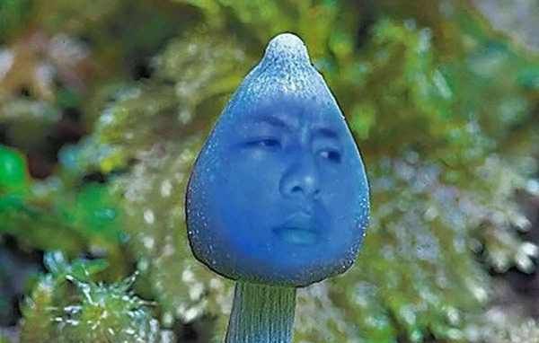 香菇蓝瘦什么意思,蓝瘦香菇是什么意思图2