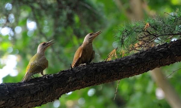 栖息是什么意思解释