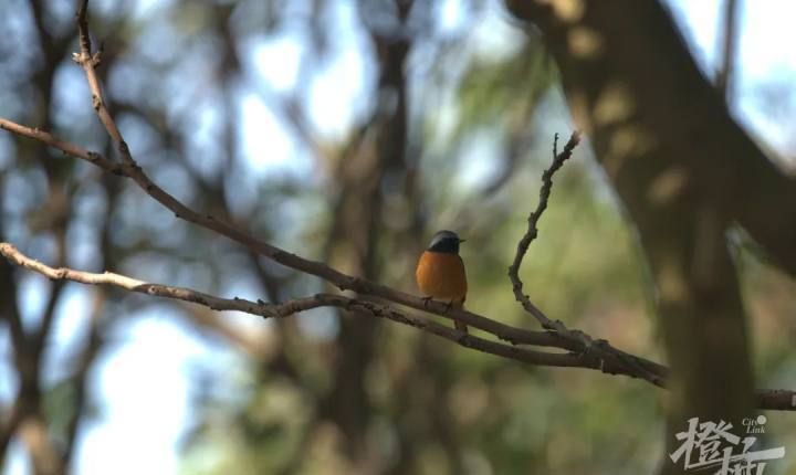 栖息的读音是什么意思是什么