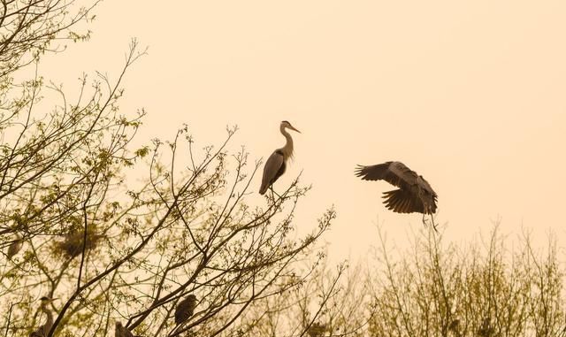 栖息是什么意思解释