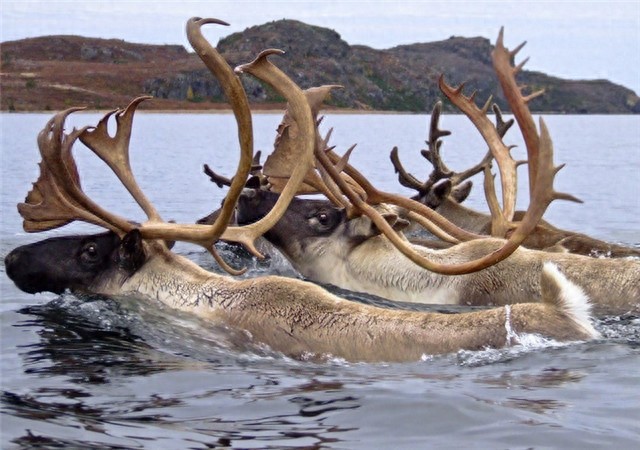 已经消失七千多年的爱尔兰大角鹿为何突然复活，是奇迹还是炒作？