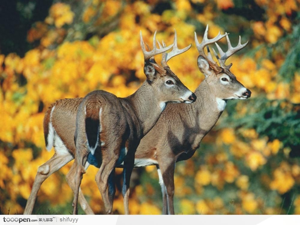 已经消失七千多年的爱尔兰大角鹿为何突然复活，是奇迹还是炒作？