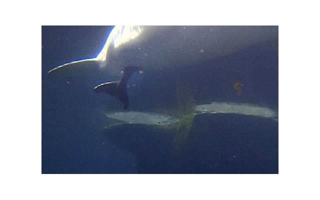 大男子主义是什么意思，大男子主义的具体表现