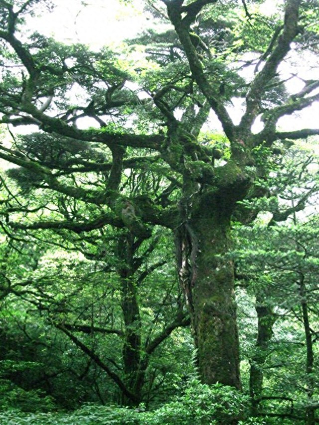 融水元宝山，广西第三高峰那些绝妙胜景