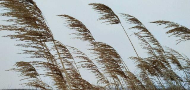 由北向南吹的风叫北风由东向西吹的