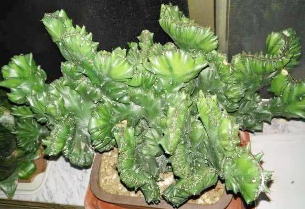 玉麒麟怎么养才能旺盛(家中养玉麒麟做好5项养护)