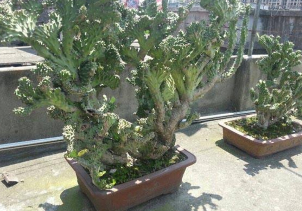 玉麒麟怎么养才能旺盛(家中养玉麒麟做好5项养护)