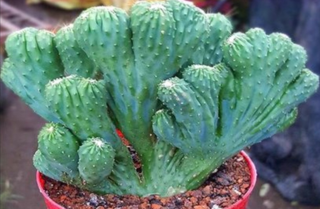 玉麒麟怎么养才能旺盛(家中养玉麒麟做好5项养护)