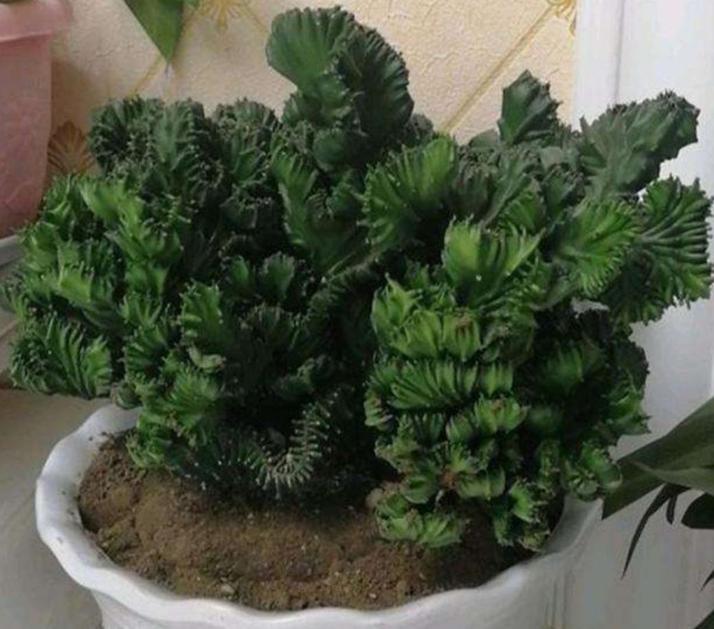 玉麒麟怎么养才能旺盛(家中养玉麒麟做好5项养护)