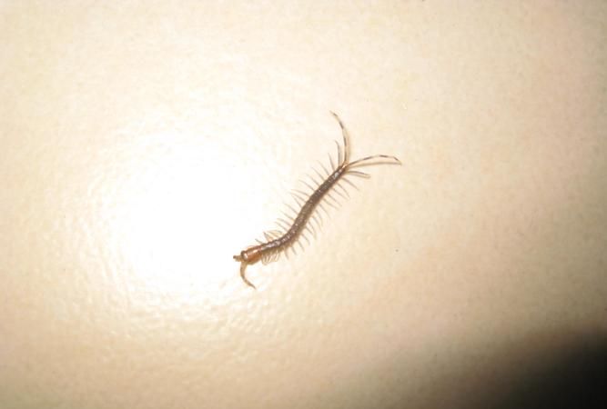 家里怎么会有蜈蚣是什么原因造成的