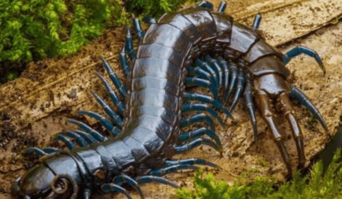 家里经常出现蜈蚣是怎么回事