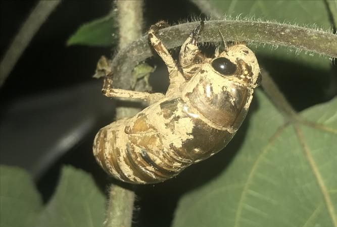 金龟子的幼虫是蛴螬,问:蝉的幼虫学名叫什么