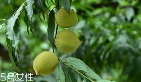 鹰嘴桃种植应注意哪些？鹰嘴桃什么时间修剪