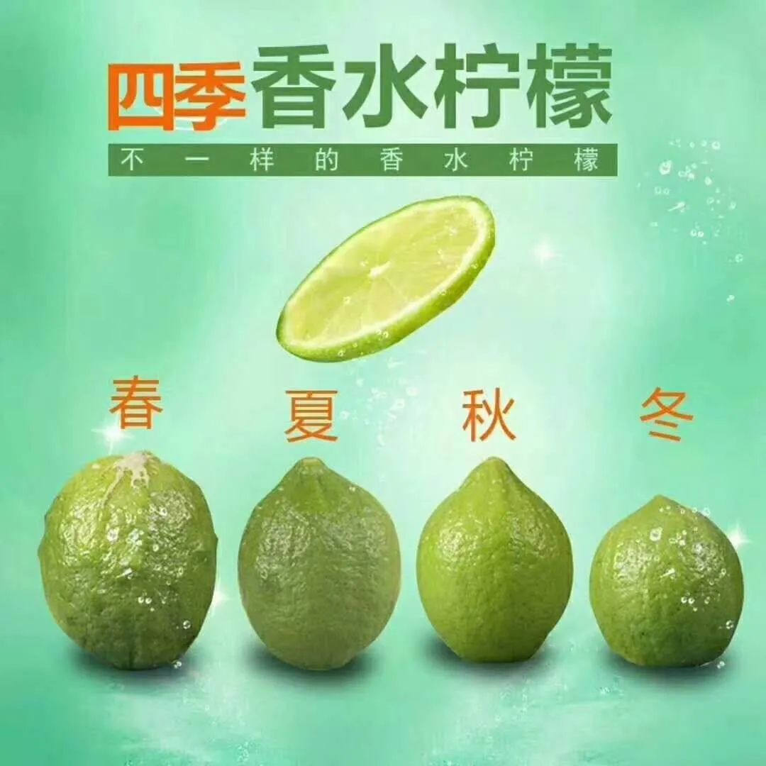 香水柠檬和柠檬的区别（详解二者之间的本质区别）