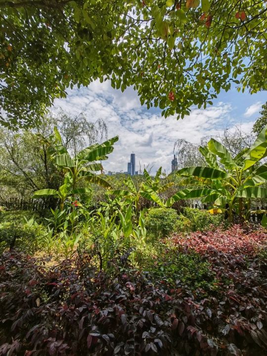 华为p50像素（华为p50让我觉得惊喜的4个性能）