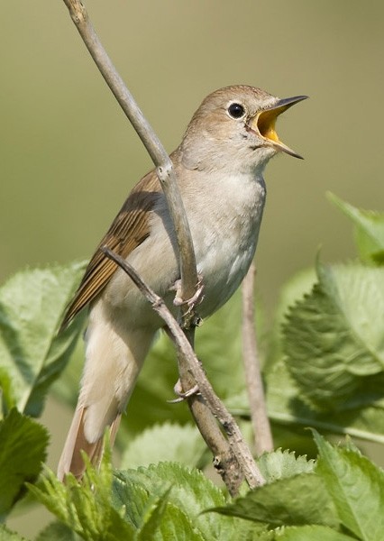 夜莺,是少有的在夜间鸣唱的鸟类,故得其名