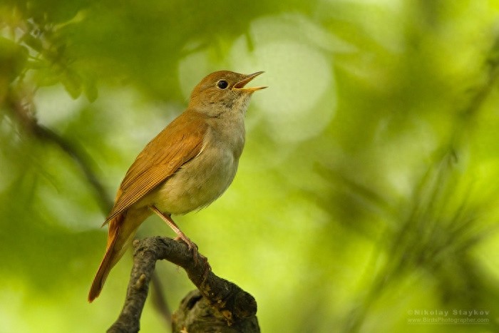 夜莺,是少有的在夜间鸣唱的鸟类,故得其名