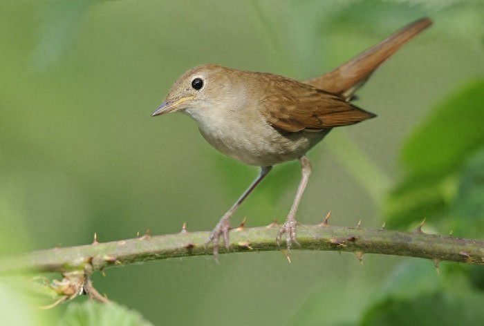 夜莺,是少有的在夜间鸣唱的鸟类,故得其名