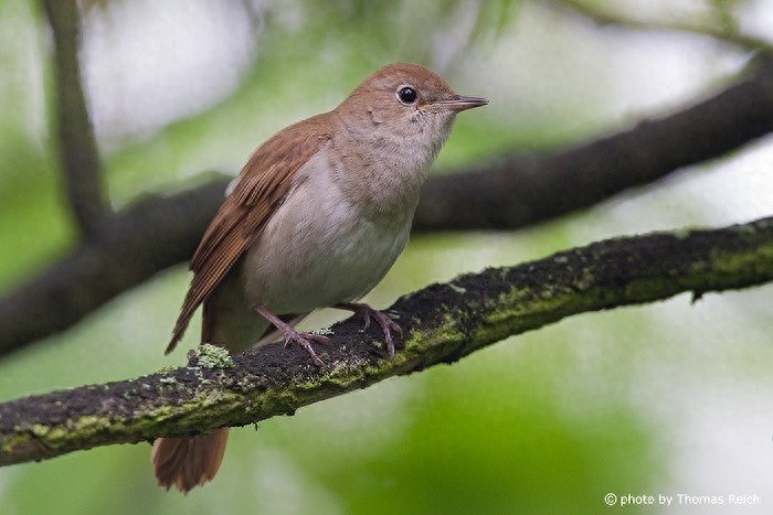 夜莺,是少有的在夜间鸣唱的鸟类,故得其名