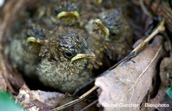 夜莺,是少有的在夜间鸣唱的鸟类,故得其名