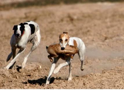 总说钓鱼穷三年，玩鸟毁一生，一朝学会狗撵兔，从此踏上不归路