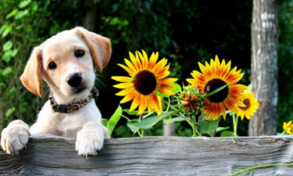 狗怕什么气味防止乱拉屎,风油精可以防止狗狗乱拉屎吗图3