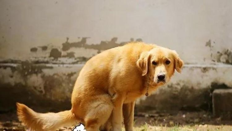 怎么样才能让狗狗不随地大小便