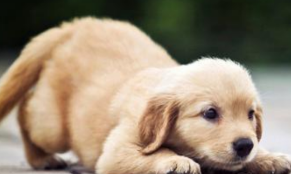 狗怕什么气味防止乱拉屎,风油精可以防止狗狗乱拉屎吗图4