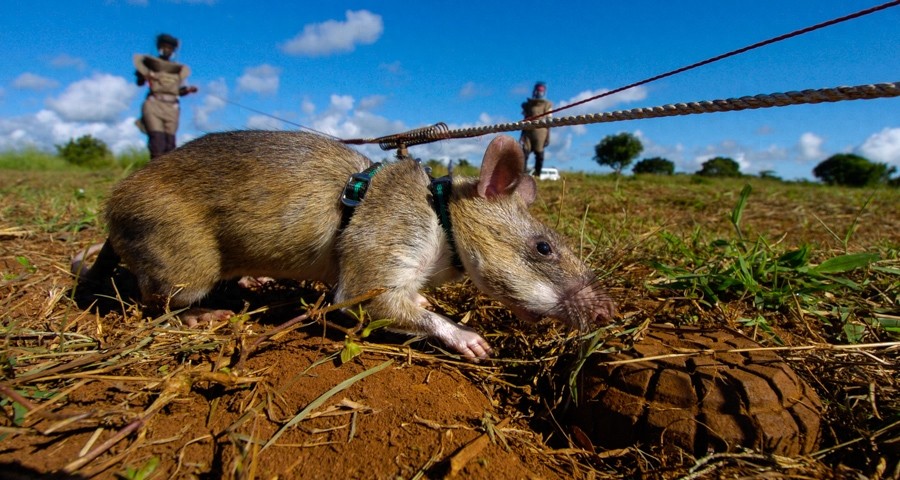 嗅觉灵敏，体重轻，数量多，酬劳低，非洲巨鼠天生的排雷能手