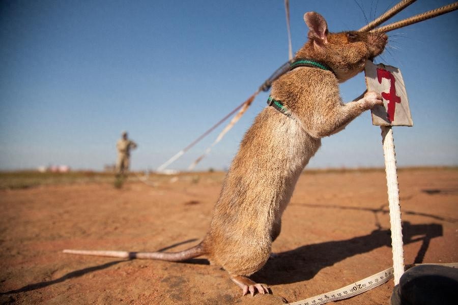 嗅觉灵敏，体重轻，数量多，酬劳低，非洲巨鼠天生的排雷能手