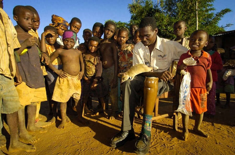 嗅觉灵敏，体重轻，数量多，酬劳低，非洲巨鼠天生的排雷能手