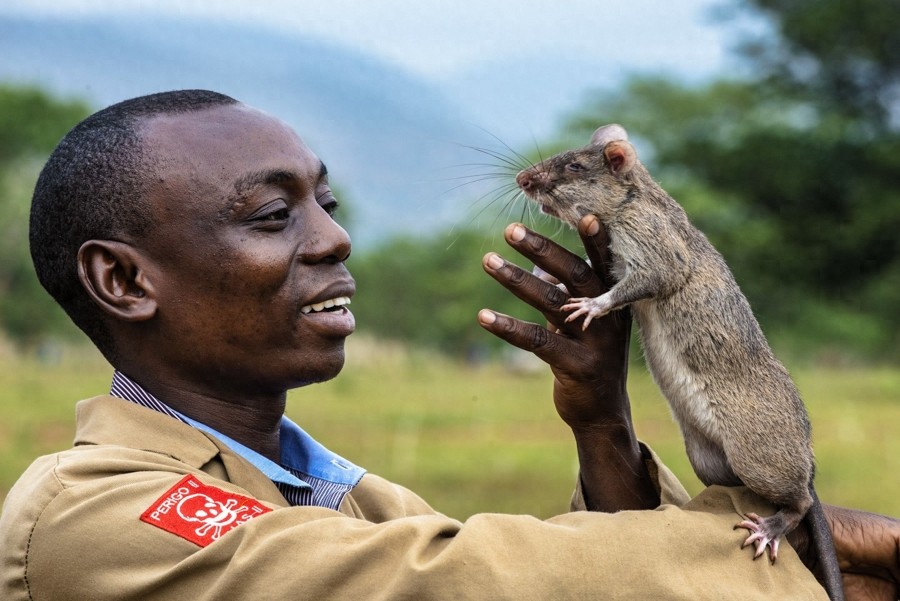 嗅觉灵敏，体重轻，数量多，酬劳低，非洲巨鼠天生的排雷能手