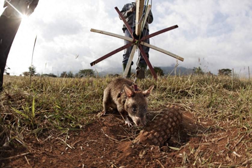 嗅觉灵敏，体重轻，数量多，酬劳低，非洲巨鼠天生的排雷能手