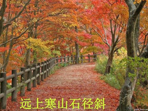 远上寒山石径斜是什么意思（这句诗的含义）